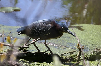 Black Swamp Bird Observatory